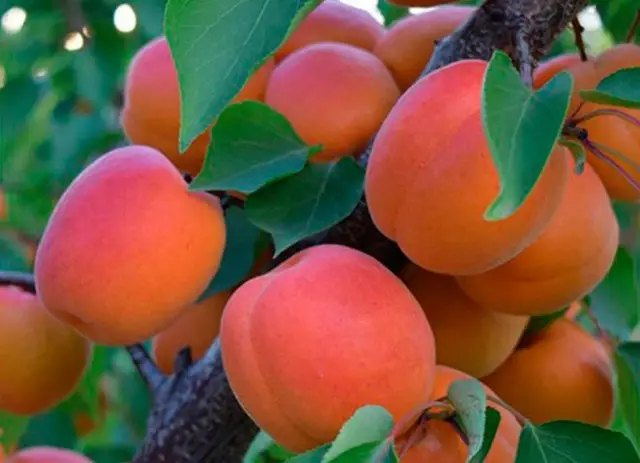 абрикос, сорта абрикосов, выращивание абрикосов, посадка абрикосов, саженцы абрикосов, саженцы абрикосов осень 2025 года