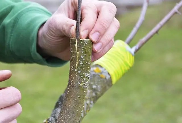 календарь, лунный календарь, календарь садовода, календарь огородника, лунный календарь на октябрь, лунный календарь на октябрь 2025 года