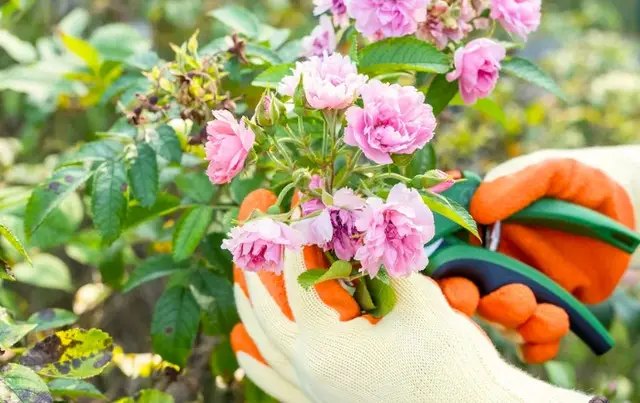 календарь, лунный календарь, календарь садовода, календарь огородника, лунный календарь на октябрь, лунный календарь на октябрь 2025 года