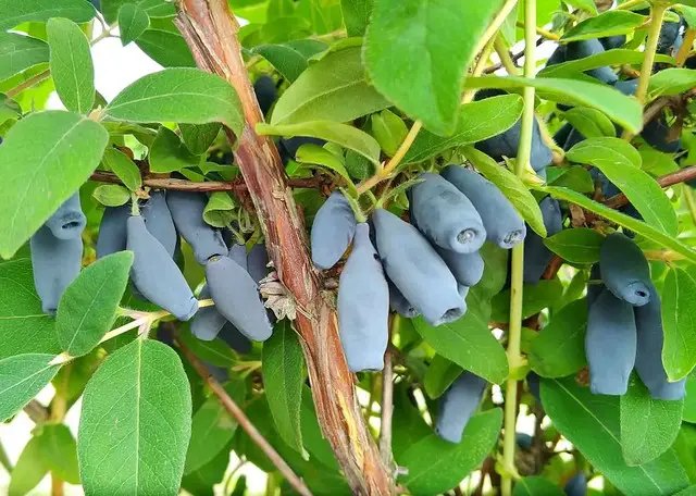 жимолость, вирощування жимолості, посадка жимолості, сорти жимолості, сорти жимолості 2 річної на осінь 2025 року