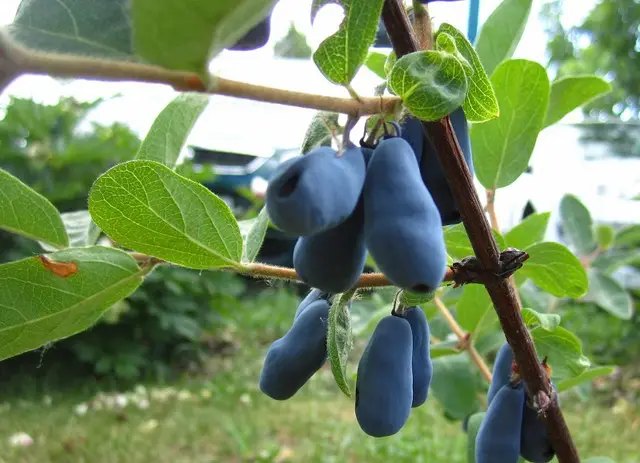 жимолость, выращивание жимолости, посадка жимолости, сорта жимолости, сорта жимолости 2 летней на осень 2025 года