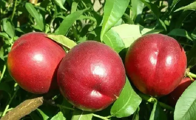 нектарин, выращивание нектарина, сорта нектарина, саженцы нектарина Осень 2025