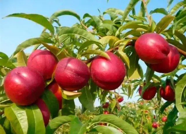 нектарин, выращивание нектарина, сорта нектарина, саженцы нектарина Осень 2025