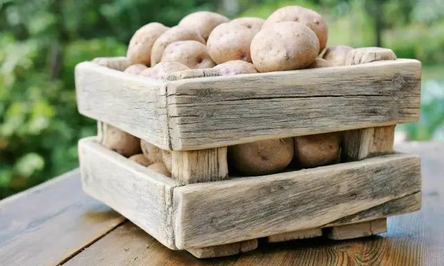 картофель, семенной картофель, посадка картофеля, выращивание картофеля, сбор картофеля, хранение картофеля, правила хранения картофеля