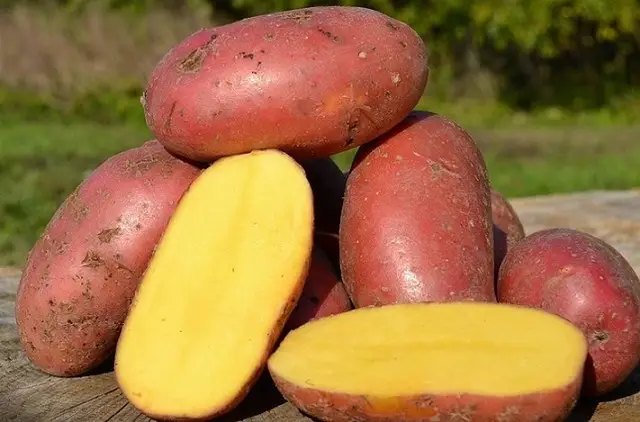 картофель, семенной картофель, сорта картофеля семенного, выращивание картофеля, посадка семенного картофеля