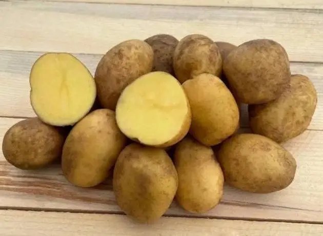 картофель, семенной картофель, сорта картофеля семенного, выращивание картофеля, посадка семенного картофеля