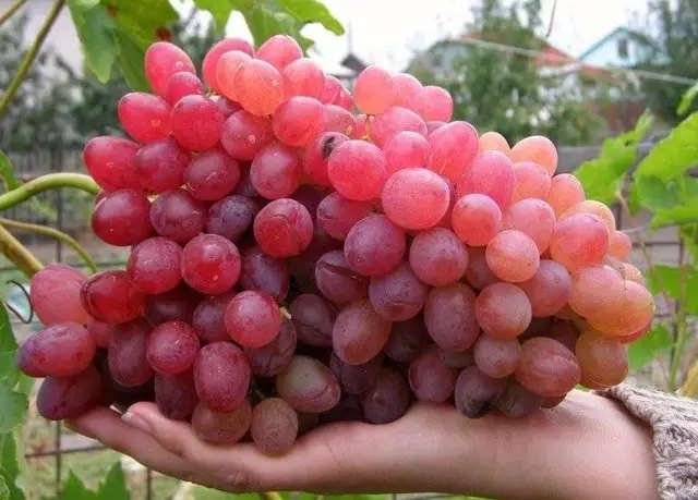 виноград, выращивание винограда, посадка винограда, сорта винограда, лучшие сорта винограда на осень 2025 года