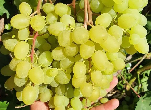 виноград, выращивание винограда, посадка винограда, сорта винограда, лучшие сорта винограда на осень 2025 года