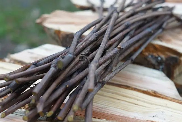 виноград, посадка винограда, размножение винограда, размножение винограда черенками, черенкование винограда