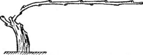 мметоды обрезки и формирование кустов винограда, метод Гюйо