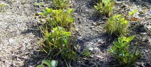 Образка кущиків полуниці як правильно виконати обрізку полуниці після збору врожаю восени