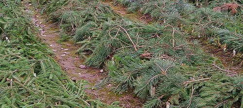 Як підготувати полуницю до зими, укриття полуниці хвоєю підготовка кущиків полуниці до зими та укриття їх хвоєю