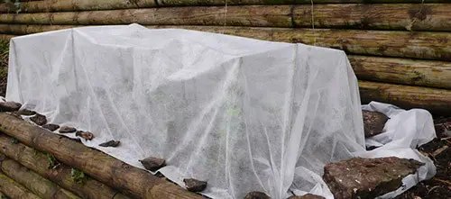 укриття полуниць на зиму,як підготувати полуницю до зимівлі - поради