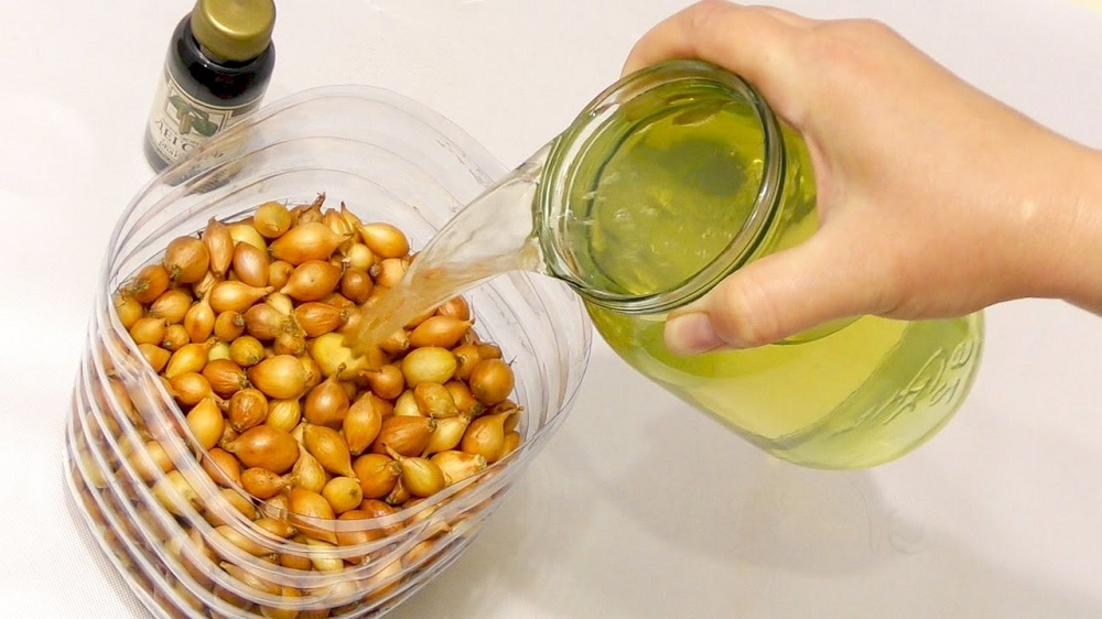 Обработка лука перед посадкой – ключевой этап в профилактике гнили.