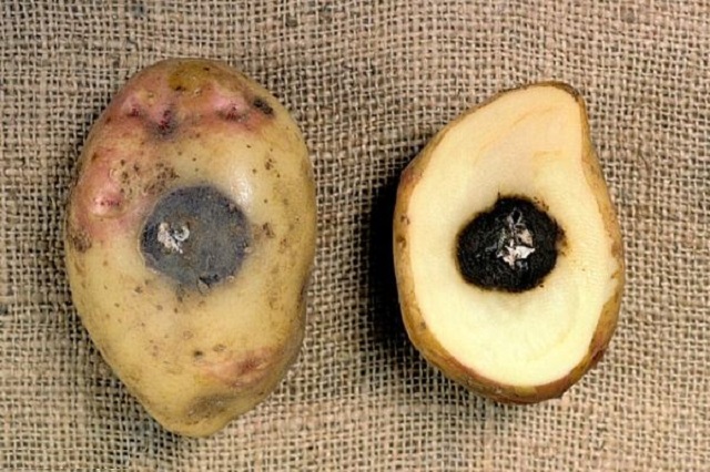 Источником бактериальной инфекции могут быть больные клубни, зараженные растительные остатки или инвентарь.