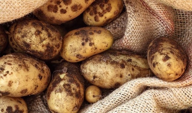 Грибковые инфекции – одна из главных причин порчи картофеля во время хранения.