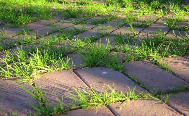 Прорастание травы в швах между брусчаткой – закономерное явление.