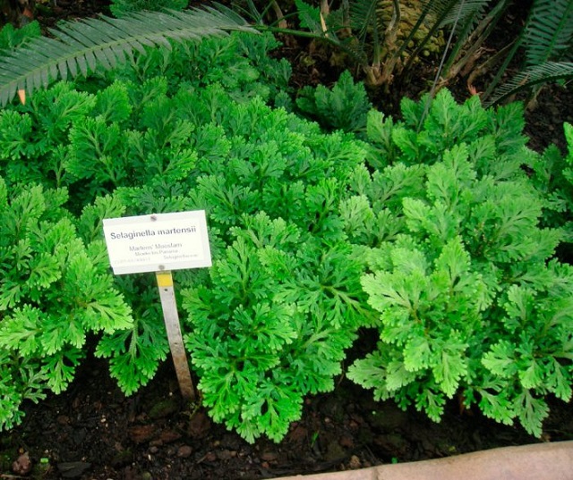 Організована посадка селагінели — це основа її хорошого та безпроблемного росту.