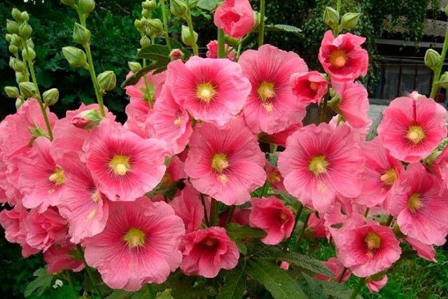 Мальвы считаются настоящим украшением приусадебного участка.