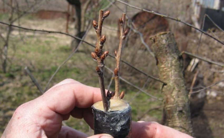 Прививка – более технически сложный, но очень полезный способ размножения облепихи.
