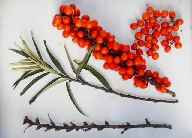 Метод черенкование является одним из наиболее востребованных способов размножения облепихи.