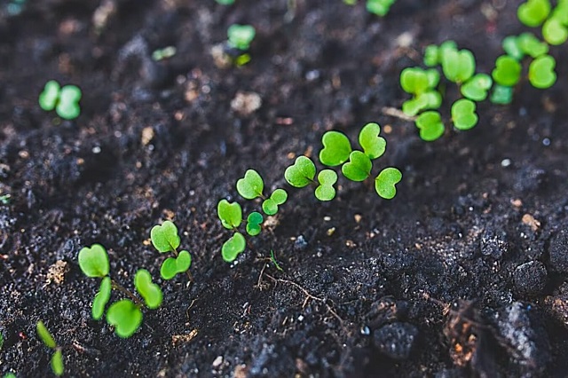 Эти дни благоприятны для высева редиса в открытый грунт.