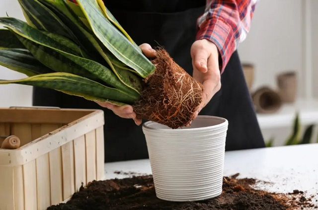 Подходящий день для пересадки комнатных растений.