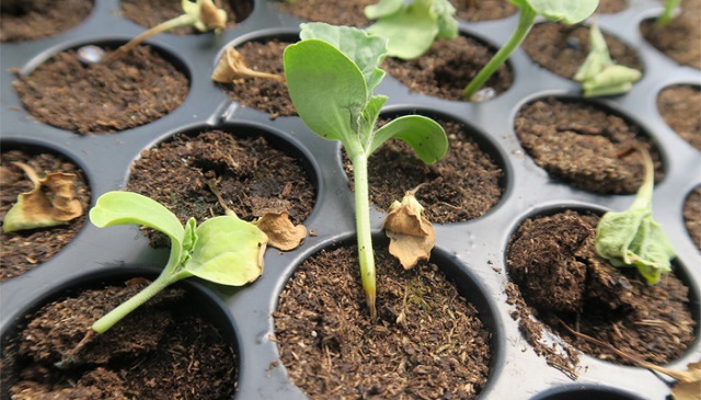 Черная ножка – это комплекс грибковых и бактериальных заболеваний.