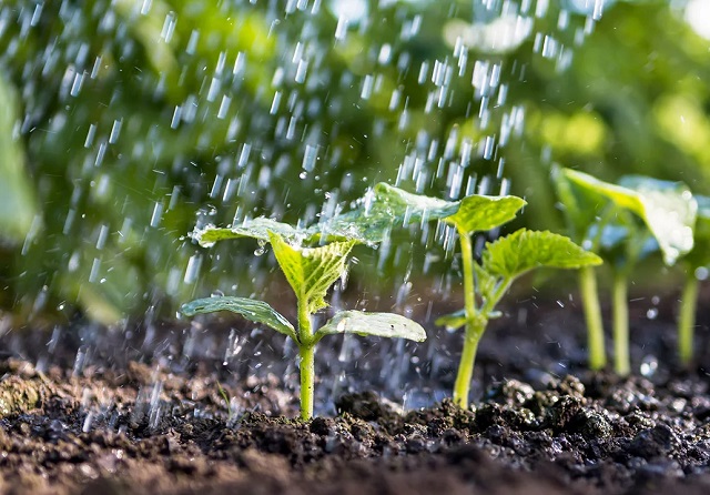 Полив рассады следует проводить исключительно отстоянной водой комнатной температуры.