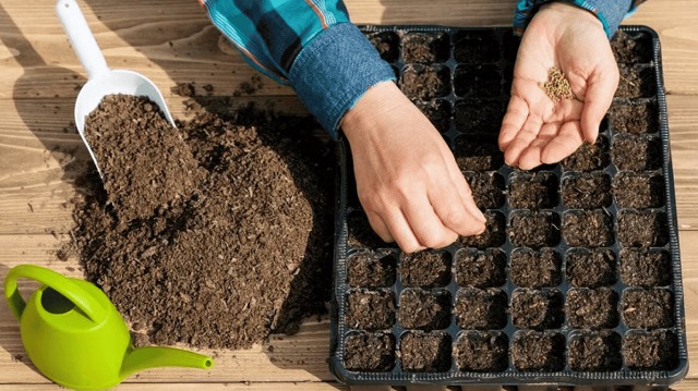 Ранній посів на розсаду обумовлений тривалим циклом розвитку деяких рослин.