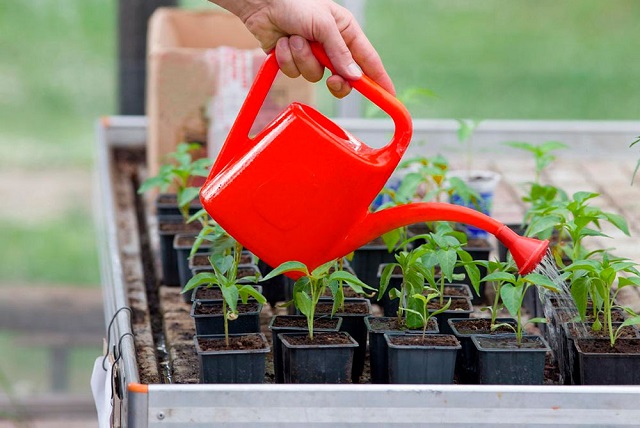 Помірний полив одна з складових для успішного вирощування розсади.