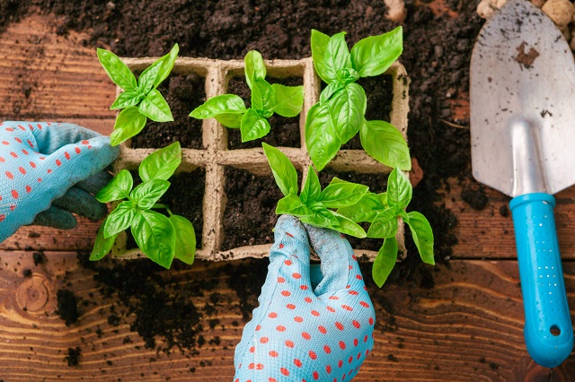 Солодкий перець - одна з найпоширеніших культур для раннього посіву.