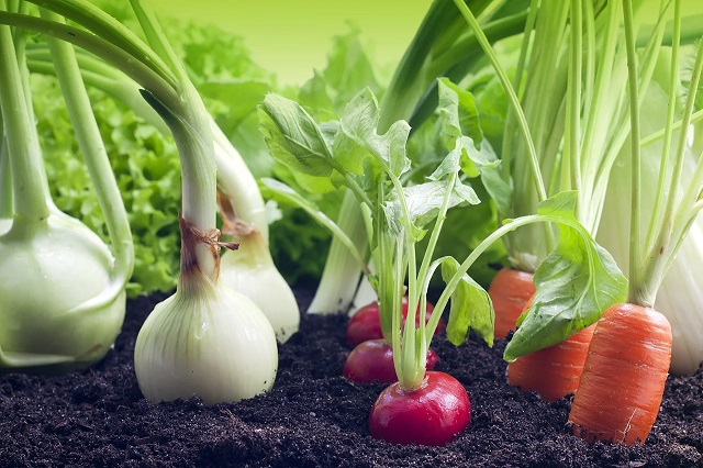 Севооборот - это научно обоснованная смена растений на одном участке.