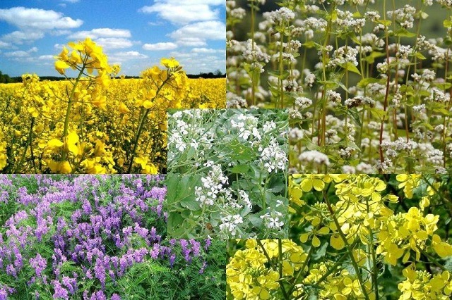 Сидераты улучшают структуру земли, угнетают рост сорняков, уменьшают количество возбудителей болезней и насыщают почву органической массой.