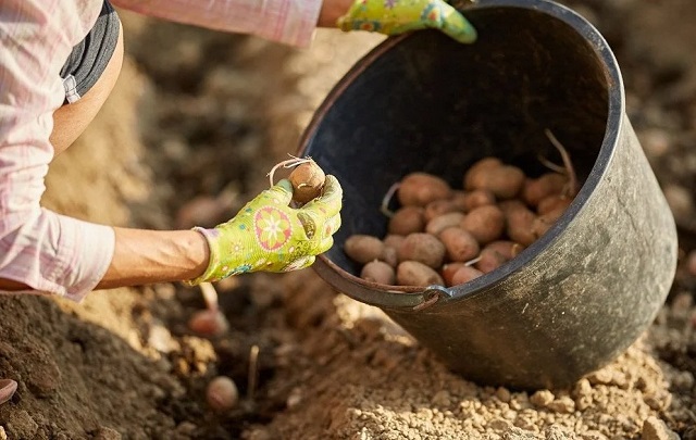 Сроки посадки определяются температурой почвы и климатическими условиями.