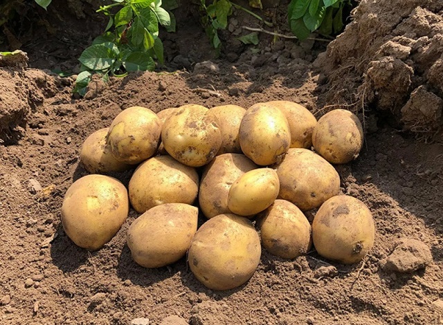 Картофель Сорая отличается длительным периодом вегетации и стабильной урожайностью.