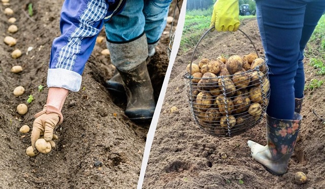 В жарких зонах лучше себя показывает траншейный метод посадки картофеля с закладкой органического слоя на дно.