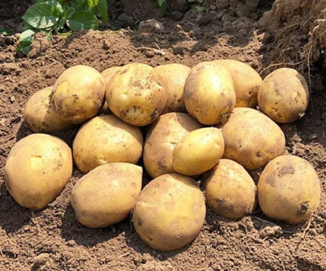 Сорт картофеля Сорая объединяет в себе высокую урожайность, хорошие вкусовые качества и практичность в выращивании.