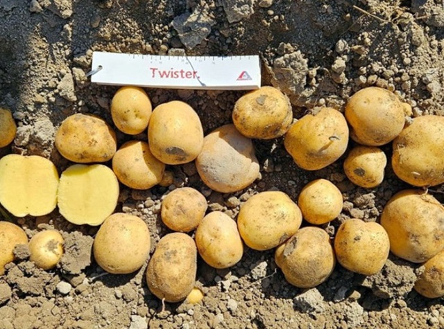 Картофель "Твистер" - ранний столовый сорт с периодом вегетации около 60-70 дней.