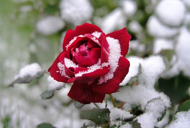 Весенняя ревизия розария начинается сразу после снятия укрытия, когда становятся очевидными последствия зимовки.