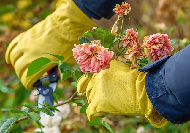 Если побеги розы почернели, ее можно восстановить с помощью правильной обрезки.