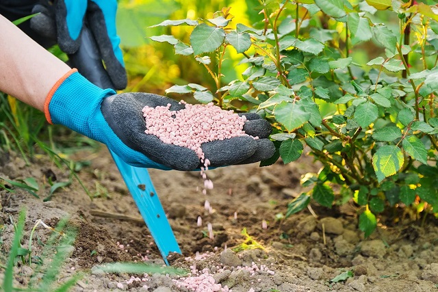 Чтобы стимулировать активный рост новых побегов, розам требуется усиленное питание.