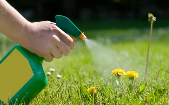 Все гербициды условно делятся на несколько основных групп в зависимости от способа действия. Все гербициды условно делятся на несколько основных групп в зависимости от способа действия.