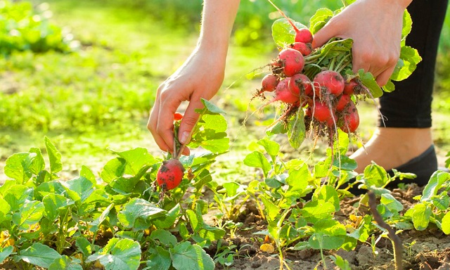Дни, благоприятные для прореживания ранних восхождений редиса.