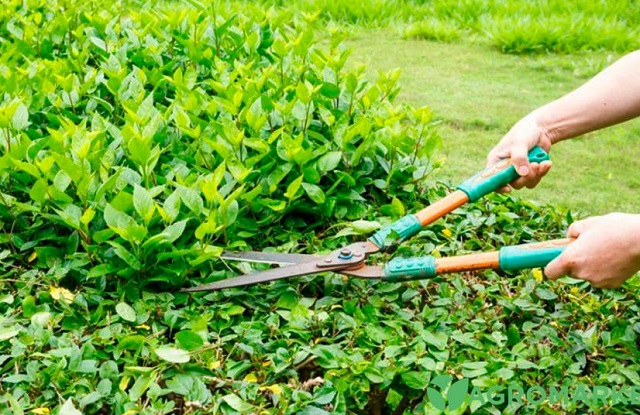 В эти дни лучше заняться формированием декоративных крон кустарников.