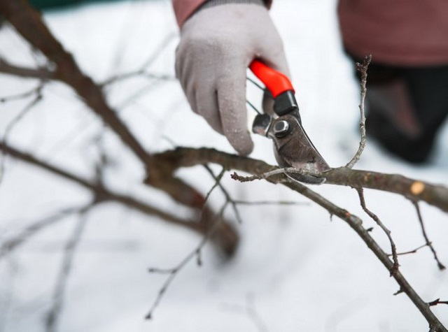 Нежелательно проводить обрезку во время сильных морозов. Нежелательно проводить обрезку во время сильных морозов.