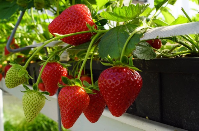 Кабрилло – одним из самых перспективных, ремонтантных сортов клубники. Кабрилло – одним из самых перспективных, ремонтантных сортов клубники.