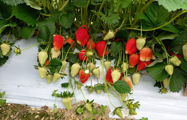 Клубника Клодия отличается стабильной урожайностью и высоким качеством ягод. Клубника Клодия отличается стабильной урожайностью и высоким качеством ягод.