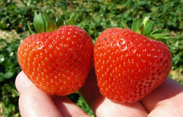 рассада клубники сорт Монтерей