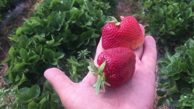 клубника Мальвина, сорт клубники Мальвина поздний